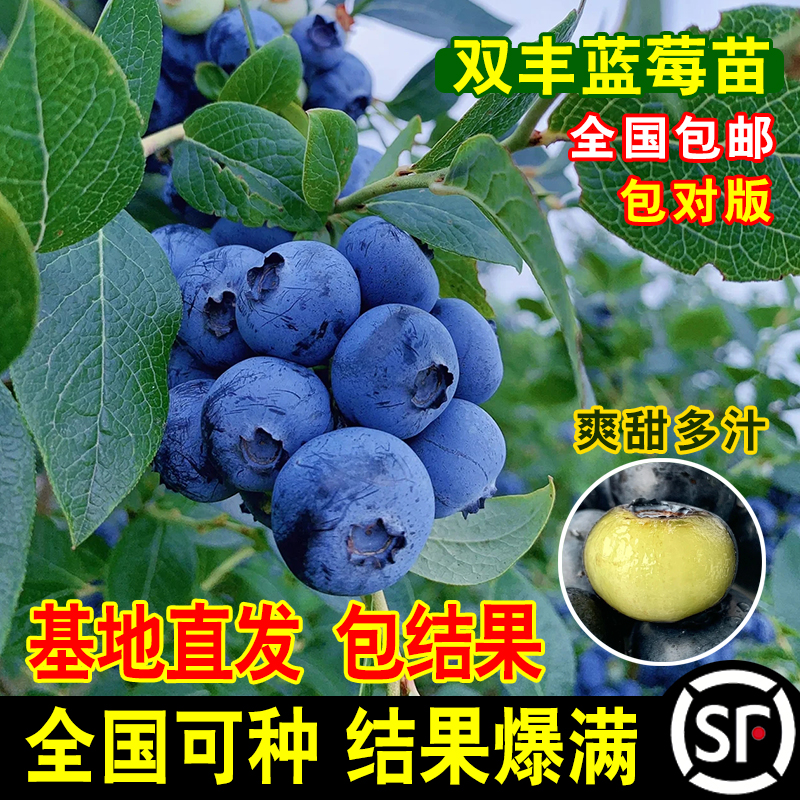 双丰蓝莓 双季结果甜心蓝莓果树苗 盆栽地栽阳台庭院种植果树苗 鲜花速递/花卉仿真/绿植园艺 果树 原图主图