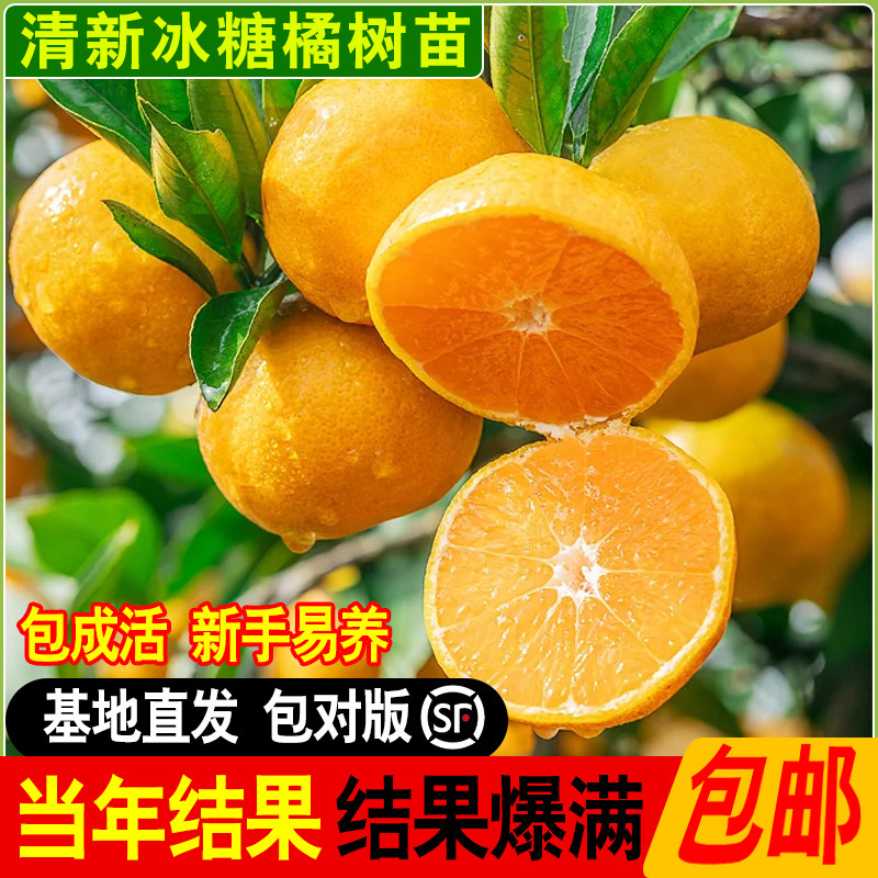 新品种清新冰糖橘嫁接苗冰糖橘子树苗冰糖桔子苗当年结果盆地栽