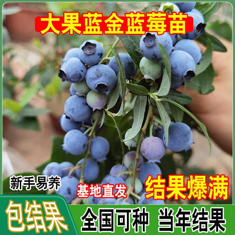 大果蓝金蓝莓树果苗南方北方种植盆栽25兔眼蓝莓苗蓝梅树树苗带土