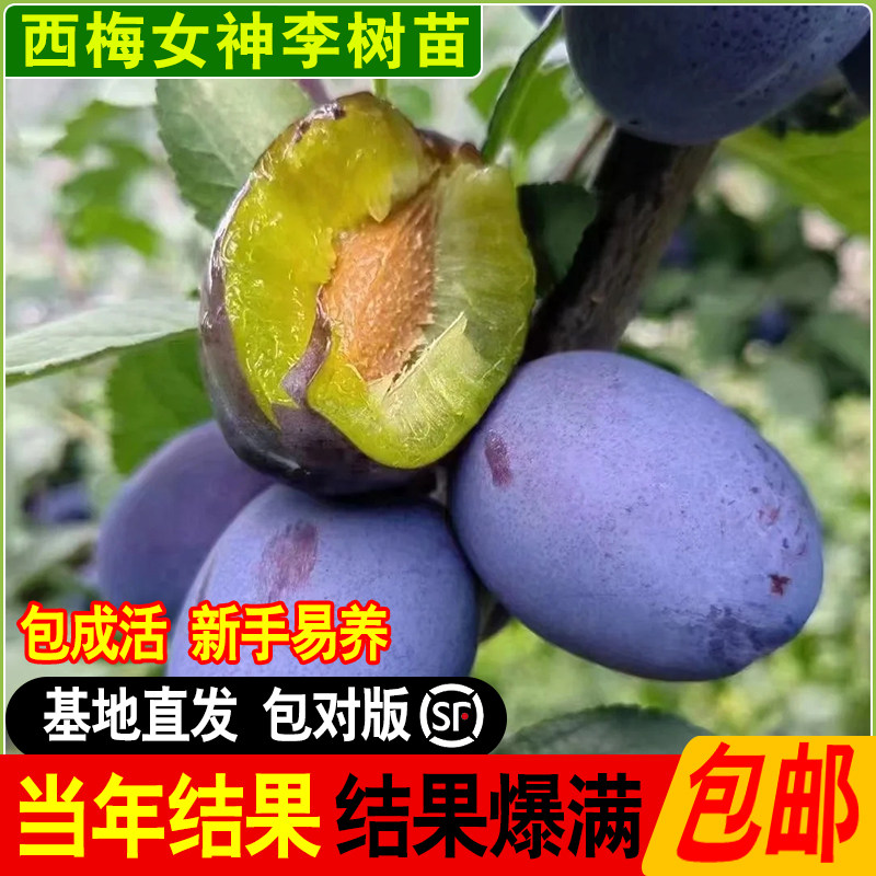 西梅女神李子苗西梅树苗特大果树苗嫁接西梅苗南北方种植当年结果