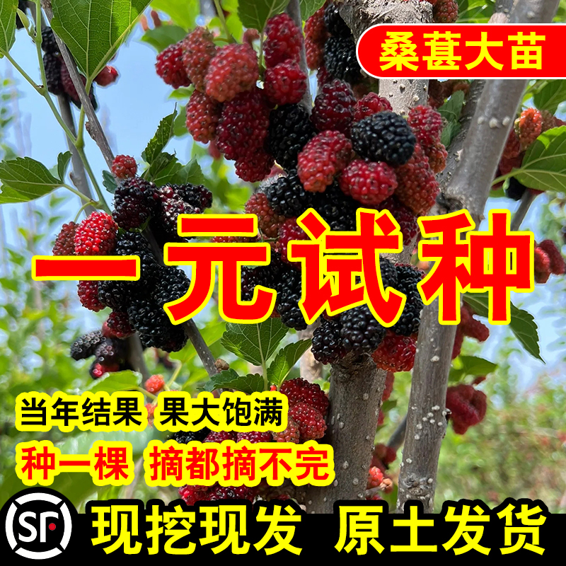 正宗南北方桑葚树苗当年结果