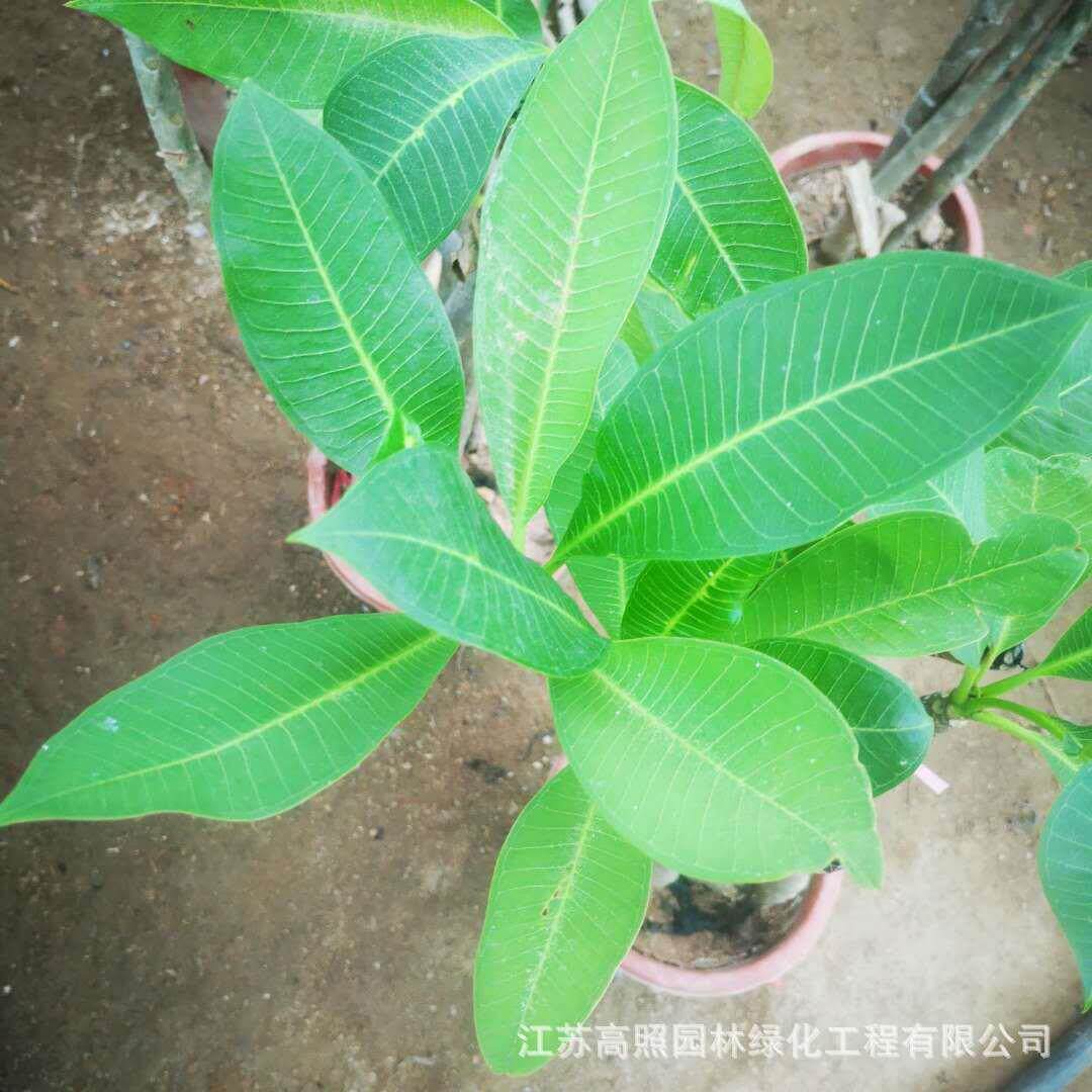 鸡蛋花盆栽鸡蛋花苗红黄鸡蛋花苗鸡蛋花树苗绿植室内阳台盆栽