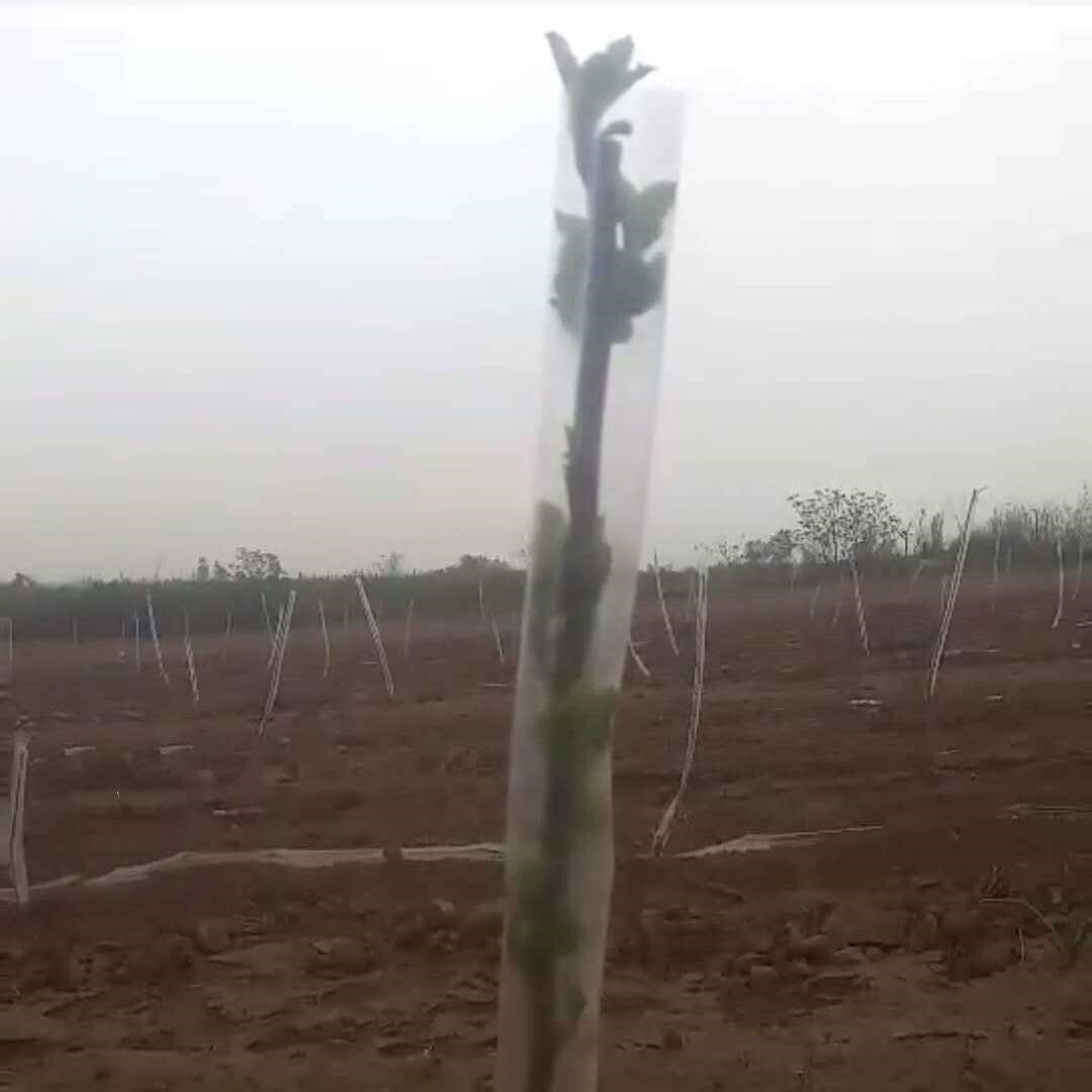 花木树木果树防冻膜保温膜暖罩果木树苗防寒嫁接直筒塑料套套袋袋