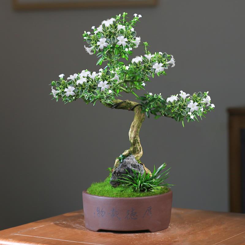 六月雪盆景植物办公室客厅好养老桩造型茶室桌面绿植花卉常绿盆栽