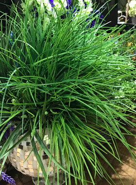 仿真室外绿色植物