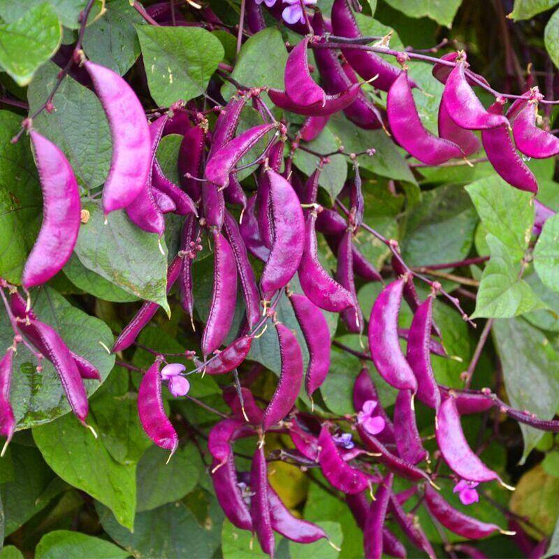 特色扁豆种子峨眉豆种眉豆菜种籽梅豆角紫豆角四季红蔬菜梅豆孑