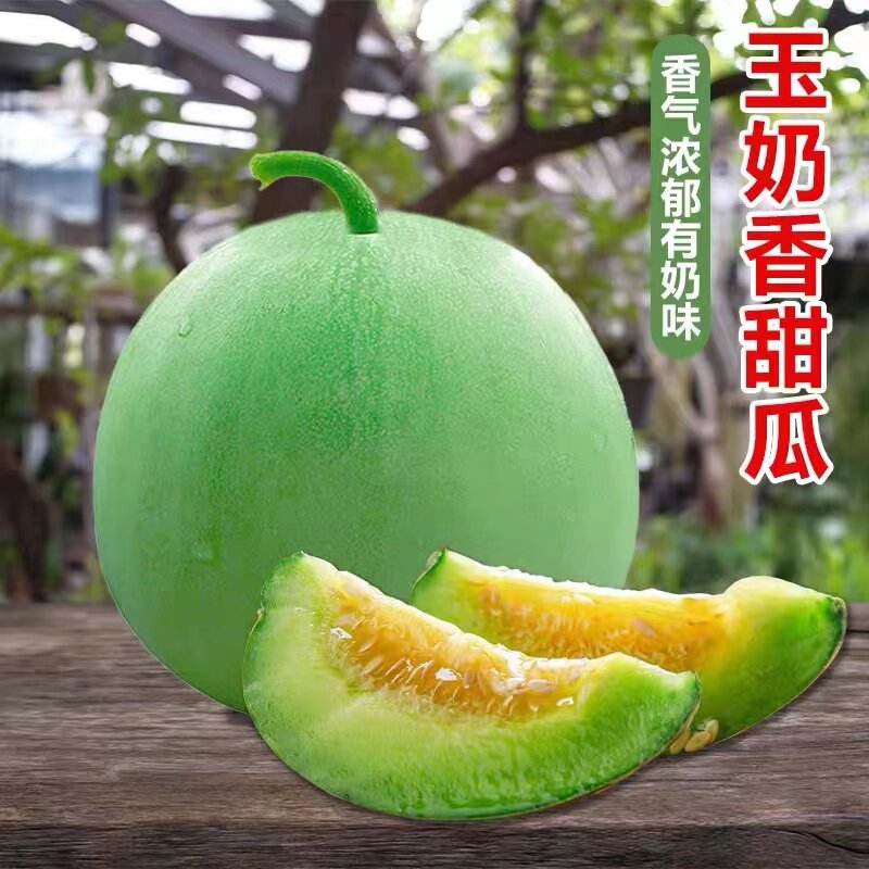 鼎牌种业玉奶香薄皮甜瓜种子绿皮早熟香瓜奶香味瓜果种籽孑水果