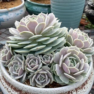 多肉植物群生多头露娜莲稀缺高货阳台品质盆栽肉肉组合