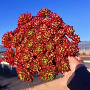 多肉火焰玫瑰蒂亚室内阳台盆栽肉肉桌面老桩迪亚带盆土发