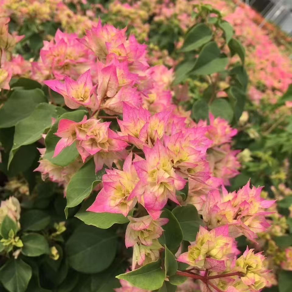 【带花三角梅】盆栽重瓣怡景基地原盆土发新手好养