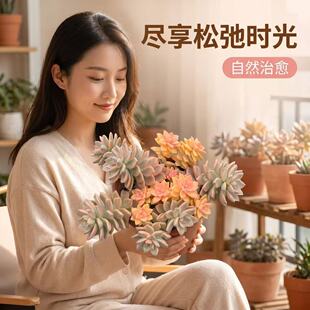 淡雪锦多肉植物室内阳台盆栽肉肉组合新手好养基地直发稀缺缀化