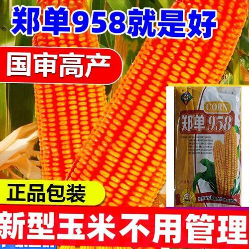 郑单958玉米种子矮杆大棒