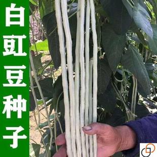 八月白春秋白豆角种子高产上架爬藤豇豆特长四季庭院春秋种植蔬菜