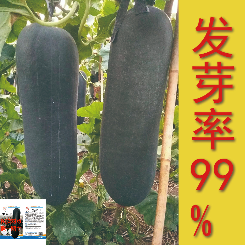 黑武士冬瓜种子炮弹形墨绿色老式高钙进口不辣当季南方种植冬瓜籽