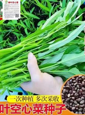 四季柳叶空心种子小叶脆嫩绿色长杆盆栽大田庭院水培蔬菜种子大全