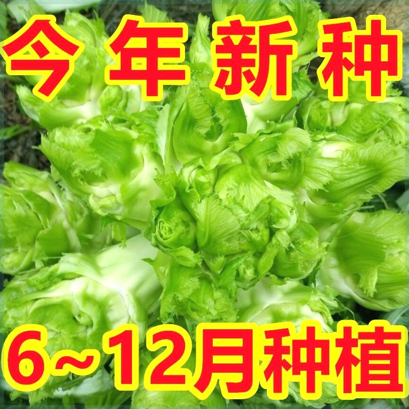 【今年新种】儿菜种子四川娃娃菜抱子芥菜秋季蔬菜种子早熟正宗