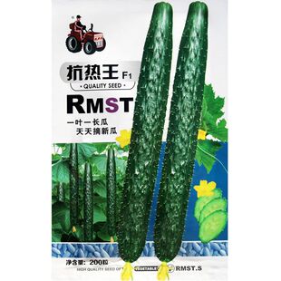 抗热王黄瓜种子夏播高产刺黄瓜籽口感好耐热农家四季蔬菜种子