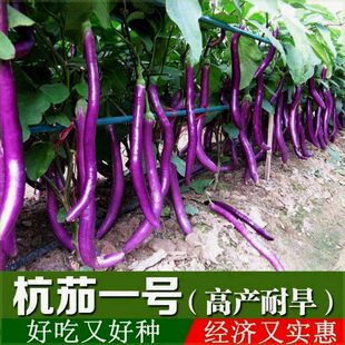 杭茄一号长茄种子茄子种子高产紫红长茄种子线茄蔬菜种籽茄子种籽