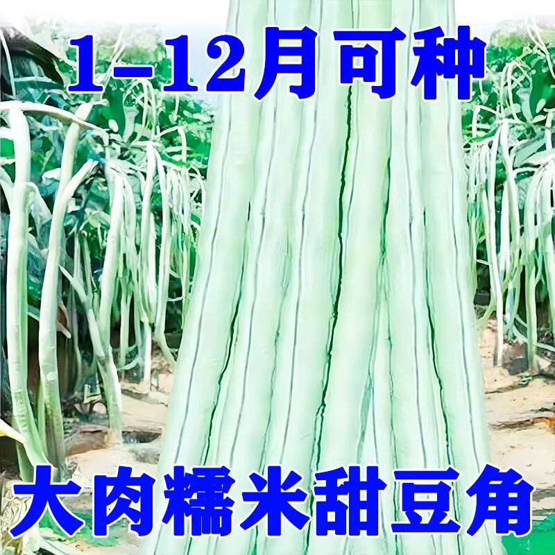 超好吃大肉糯米甜豆角种子白长豆角春夏秋播白玉长豇豆易种蔬菜孑