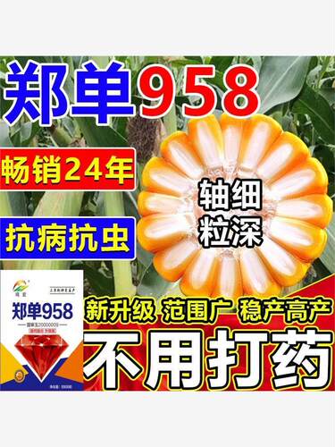 斤装国审大棒玉米种子郑单958农科院新品高产高抗包谷种矮杆