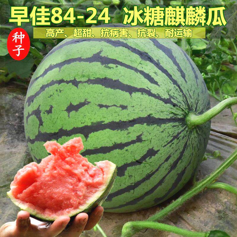 8424麒麟少籽西瓜种子无籽特家庭园艺种子
