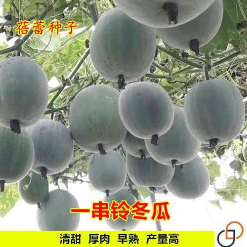 一串铃冬瓜种子小籽孑东