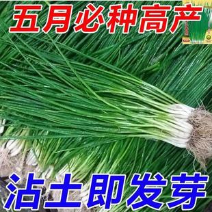 小香葱籽小香葱种子阳台室内盆栽葱种子耐寒蔬菜种子家庭菜种 四季