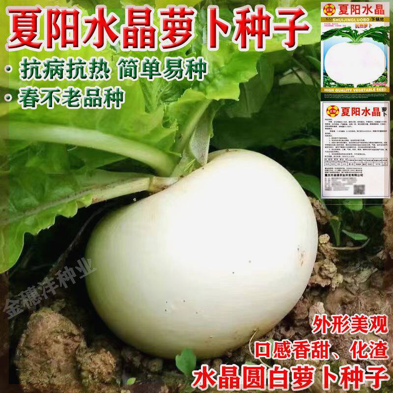 夏阳水晶圆萝卜种子春不老圆萝卜种子四季耐热耐寒不空心白萝卜种