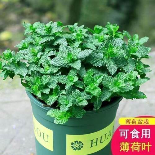 食用薄荷种子柠檬驱蚊花