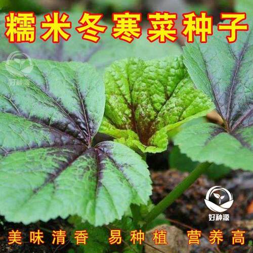 【首单直降】糯米冬寒菜