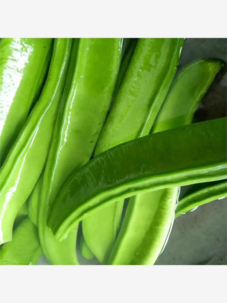 刀豆种子霸王大刀豆种籽巨型大豆角种籽四季爬藤蔬菜豆角种子
