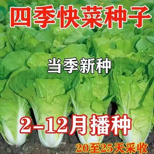 奶油小白菜籽四季播20天快菜