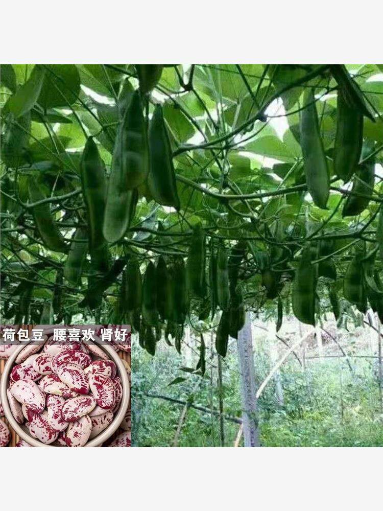 荷包豆种子豆种子高产长寿豆种子大肾豆皇帝豆种子蔬菜种子