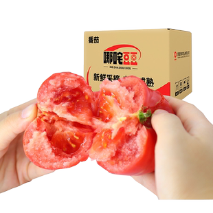 【哪咤豆豆】粉番茄沙瓤西红柿新鲜水果自然熟番茄老品种柿子