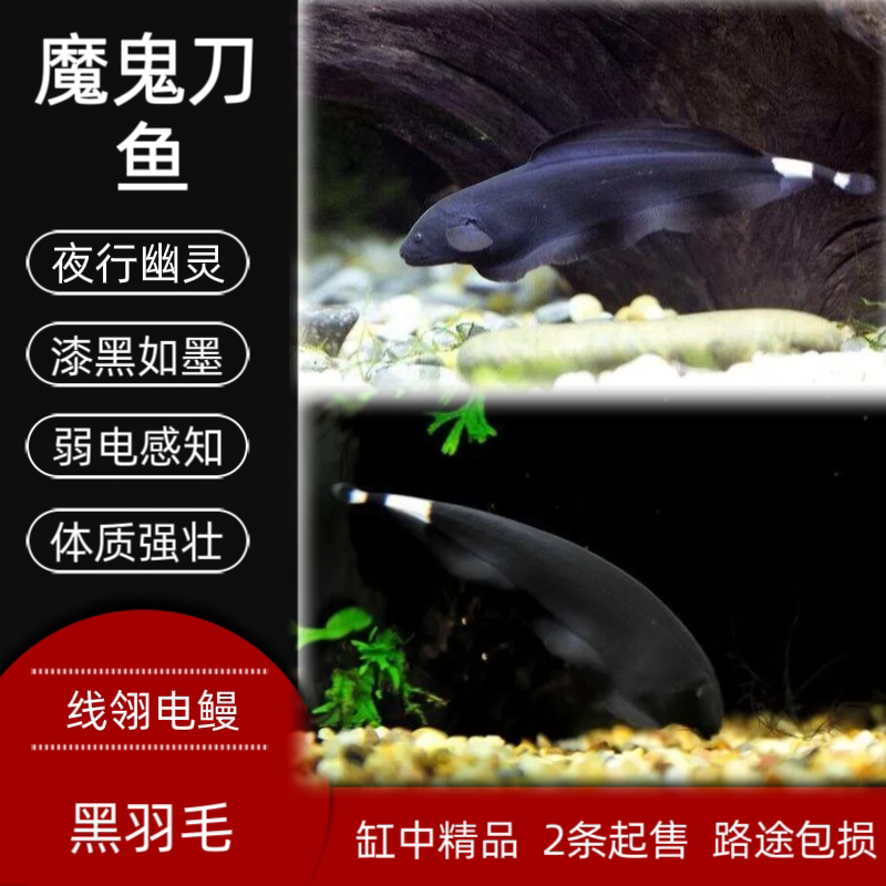 热带鱼好养易活的羽毛刀魔鬼刀鱼草缸鱼活体淡水水族中型鱼观赏鱼
