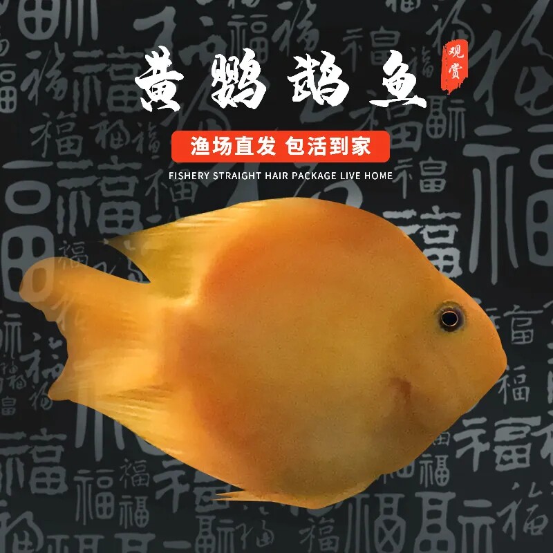 热带鱼黄金鹦鹉鱼财神鱼发财鱼风水鱼中大型元宝鱼宠物观赏鱼活体