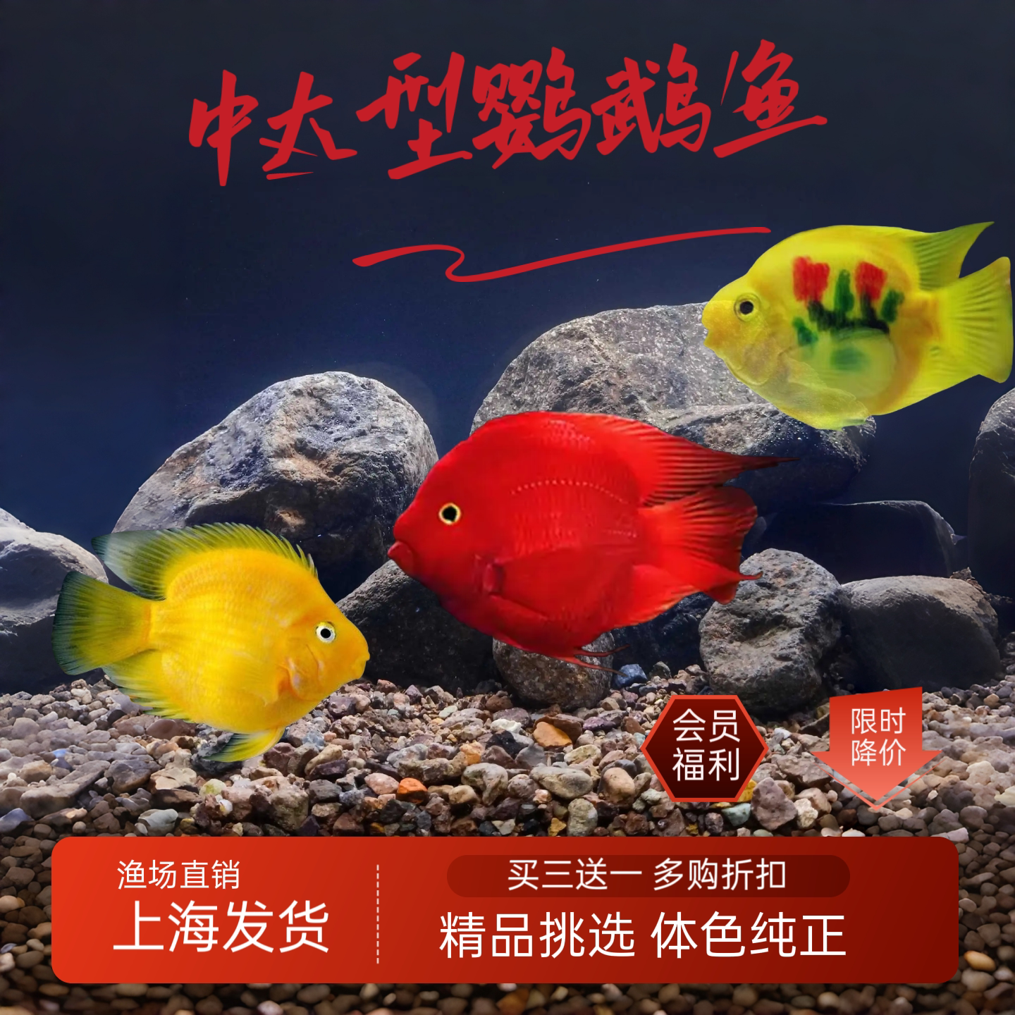 热带观赏鱼鱼活体金元宝财神发财鱼