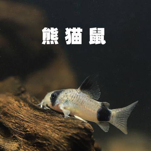 熊猫鼠鱼吃垃圾鱼清洁鱼工具鱼清道夫底层热带观赏小型除藻鱼活体
