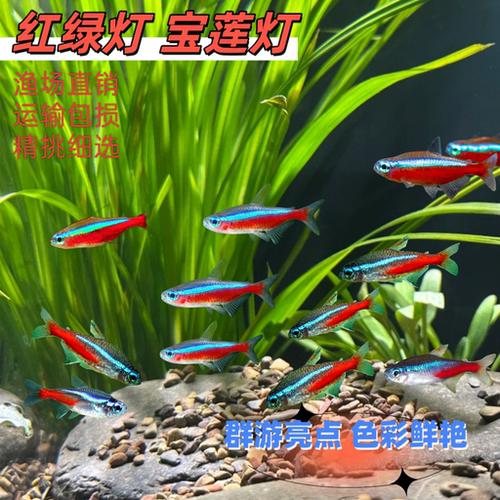 红绿灯鱼宝莲灯活体鱼小型灯科鱼新手鱼热带鱼观赏鱼群游鱼草缸鱼