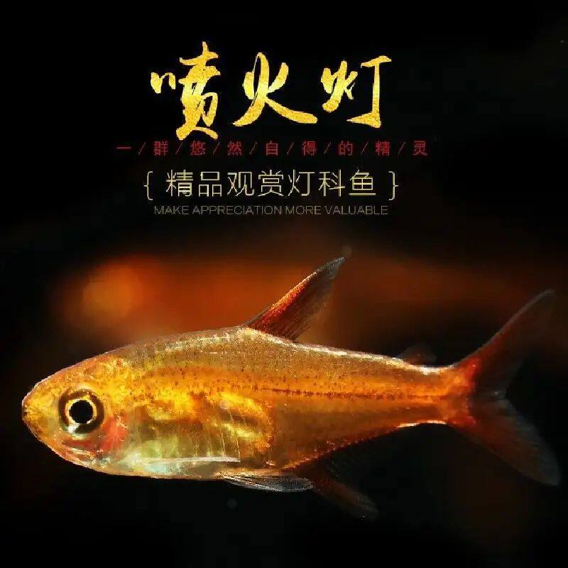 喷火灯鱼水草缸淡水小型热带观赏鱼群游效果好梦幻灯鱼活体鱼