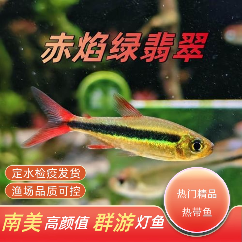 赤焰绿翡翠灯鱼南美进口小型灯鱼稀有品种红尾炽焰翡翠绿灯鱼活体