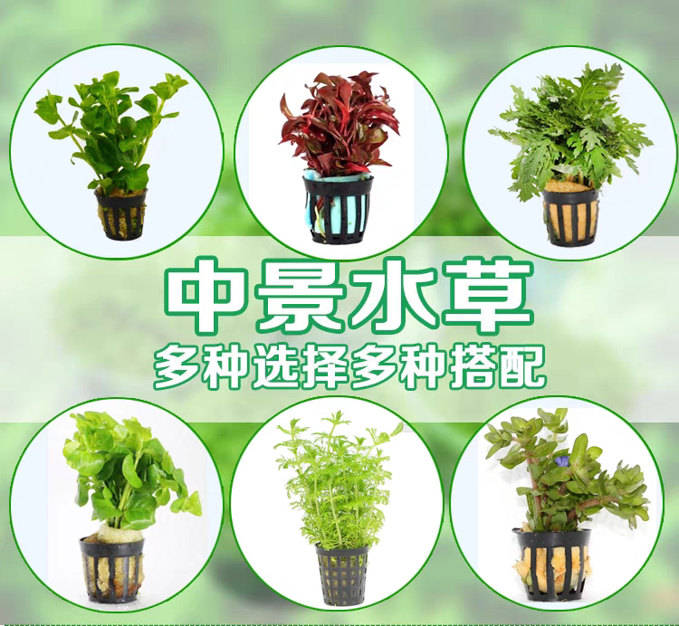鱼缸造景水草绿菊花红菊花水族箱草缸装饰植物活体真水草懒人新手