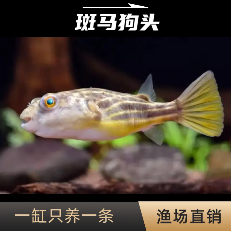 斑马狗头河豚观赏鱼宠物活体凶猛热带鱼活体生气鱼潜水艇淡水观赏