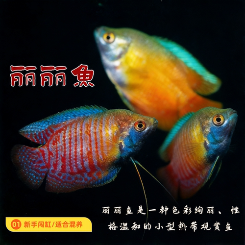 五彩丽丽鱼活体血丽丽鱼热带鱼观赏鱼活体淡水鱼珍珠马甲鱼丽丽鱼