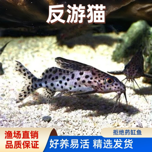 反游猫热带鱼观赏鱼底层清垃圾澡工具清缸鱼苗活体