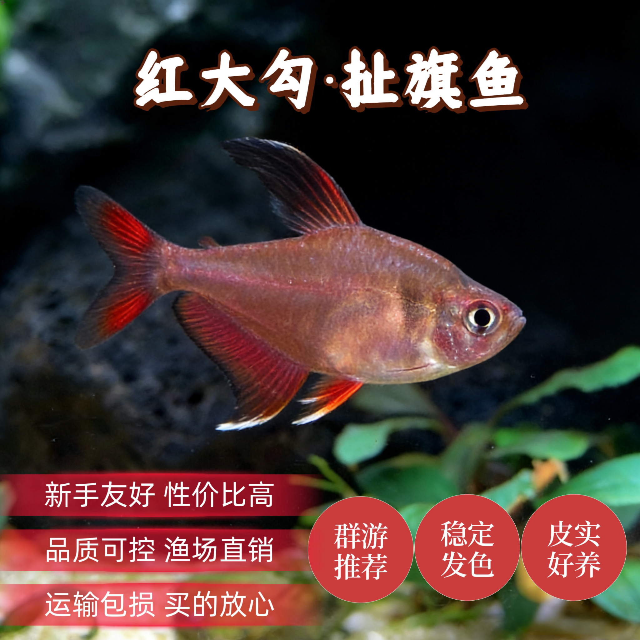 红大勾扯旗鱼热带观赏鱼群游鱼活体草缸高端小型鱼