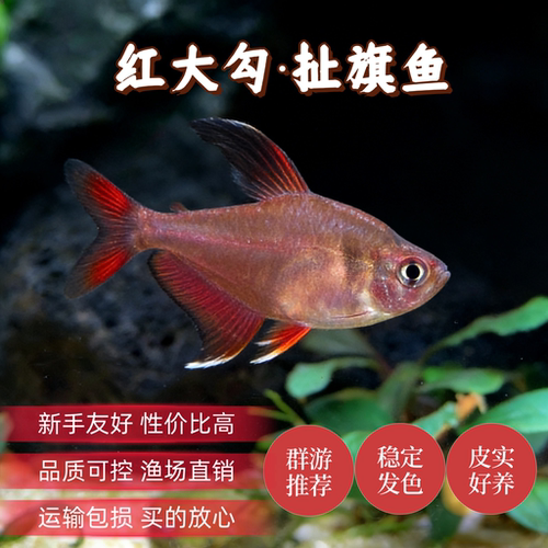 红大勾扯旗鱼热带观赏鱼群游鱼活体草缸高端小型鱼