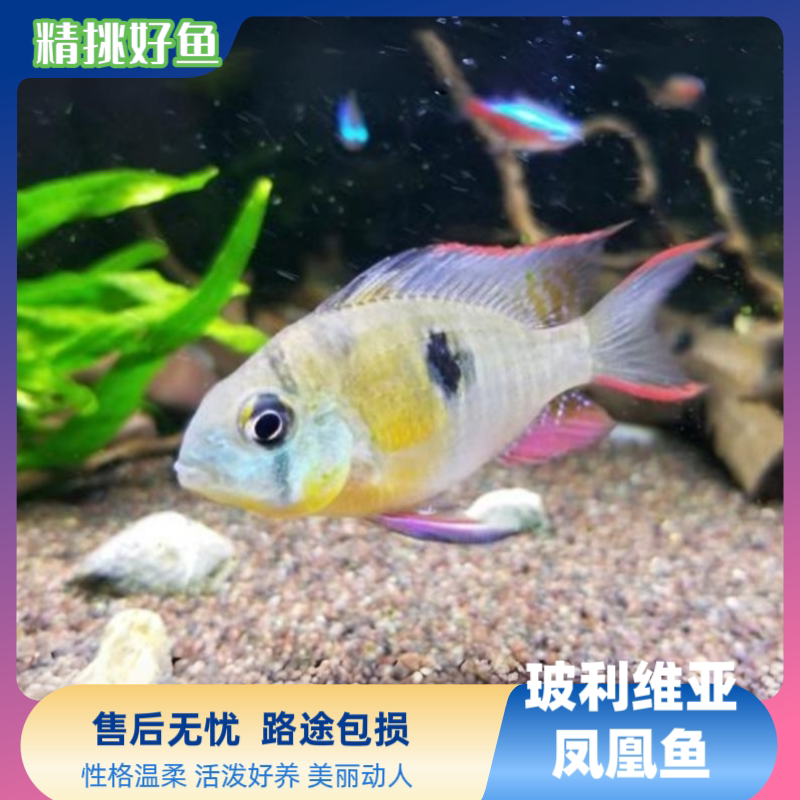 玻利维亚凤凰鱼南美水族短鲷玻利维亚凤凰鱼观赏好养热带淡水活体