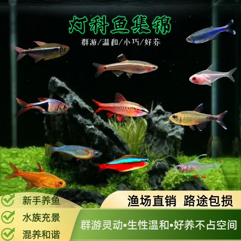 灯科鱼红绿灯活体宝莲灯透明鱼玻璃鱼活体黑莲灯观赏孔雀鱼热带鱼