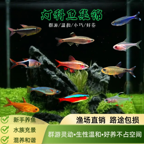 灯科鱼红绿灯活体宝莲灯透明鱼玻璃鱼活体黑莲灯观赏孔雀鱼热带鱼